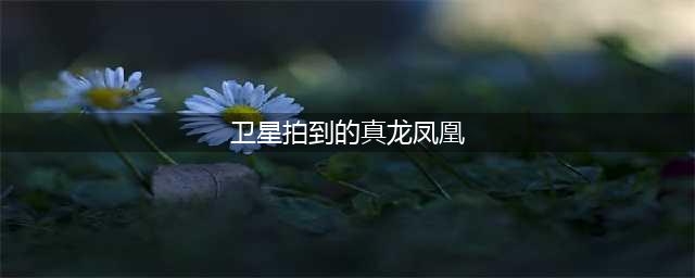 卫星拍到的真龙凤凰：真龙凤凰可能存在的照片证据(卫星拍到的真龙凤凰)