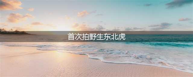 首次拍野生东北虎 雪中趴窝长190cm(首次拍野生东北虎)