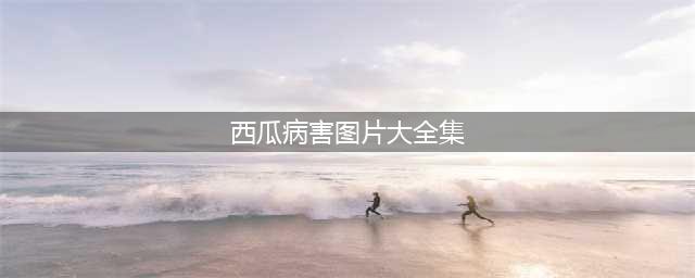 40多张西瓜病害大全高清图谱，赶紧来认一认(西瓜病害图片大全集)