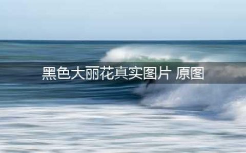 世界悬案之《黑色大丽花》图文详解，胆小慎入(黑色大丽花真实图片 原图)