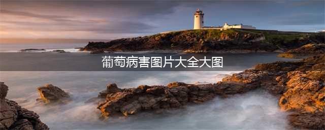 葡萄病害图谱大全（高清珍藏版）(葡萄病害图片大全大图)