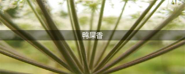 “鸭屎香”为何叫做鸭屎香？(鸭屎香)