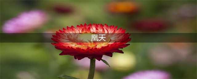 斗破苍穹：斗帝之下的五大强者，凰天垫底，第一曾被陀舍古帝禁锢(凰天)
