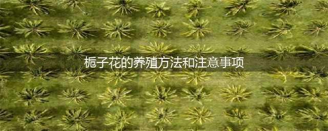 养栀子花，几个“小技巧”，三年养成树，开花满枝，芳香又美丽！(栀子花的养殖方法和注意事项)