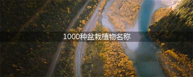 常见的60种盆栽植物名称总结(1000种盆栽植物名称)