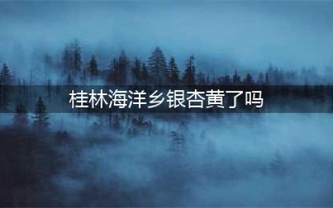 桂林海洋乡的银杏黄了！(桂林海洋乡银杏黄了吗)