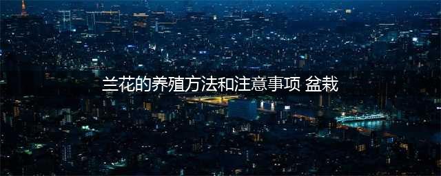 想养好兰花，看懂这一篇就够了（超详细入门篇）(兰花的养殖方法和注意事项 盆栽)