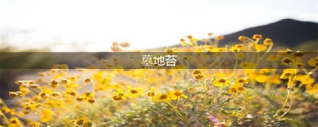 《魔兽世界怀旧服》墓地苔在哪里 坐标位置分布(墓地苔)