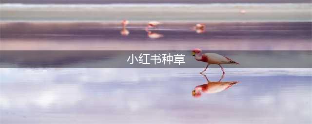 小红书素人文章代写费用是多少？小红书种草文怎么收费？(小红书种草)