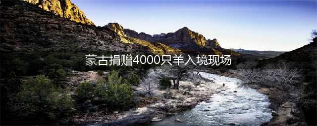 首批4000只蒙古捐赠羊入境现场图来了！(蒙古捐赠4000只羊入境现场)
