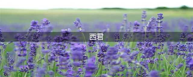 身高109的谜片导演，上了你的女神(西君)