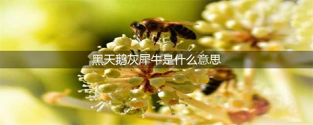 “黑天鹅”“灰犀牛”到底是什么?(黑天鹅灰犀牛是什么意思)