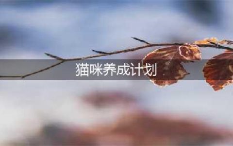《小森生活》猫咪养成计划图文教程 猫咪养成计划怎么玩(猫咪养成计划)