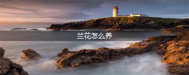 想养好兰花，看懂这一篇就够了（超详细入门篇）(兰花怎么养)