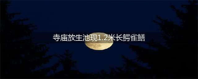 寺庙放生池现1.2米长鳄雀鳝(寺庙放生池现1.2米长鳄雀鳝)