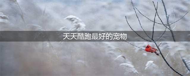 天天酷跑宠物大全排行榜:告诉你哪个宠物最好