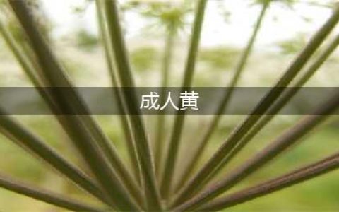 XX性爱，XX黄片，这部神片连片名我都不敢念！揭秘成人影片背后不为人知的故事(成人黄)
