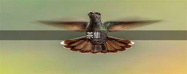 《eve星战前夜》茶隼级配船方案介绍(茶隼)