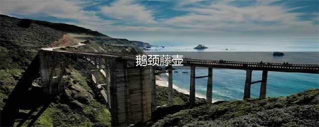 鹅颈藤壶，来自地狱般的美味珍馐(鹅颈藤壶)
