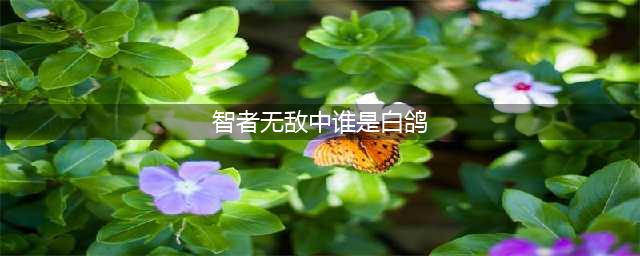 智者无敌的白鸽到底是谁？智者无敌里面的人物都有哪些共同点？(智者无敌中谁是白鸽)