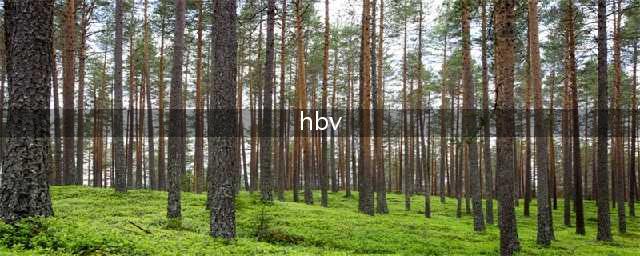 HBV 乙型肝炎病毒(hbv)
