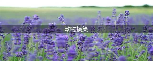 史上最沙雕的100张动物图片（不笑我叫你爸爸）(动物搞笑)