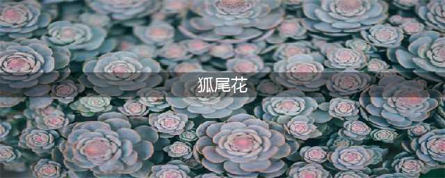 《魔兽世界》7.0狐尾花快速怎么获得 7.0狐尾花快速获得攻略(狐尾花)