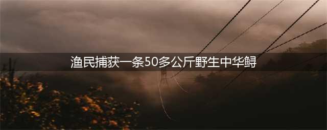 渔民捕获一条50多公斤野生中华鲟(渔民捕获一条50多公斤野生中华鲟)