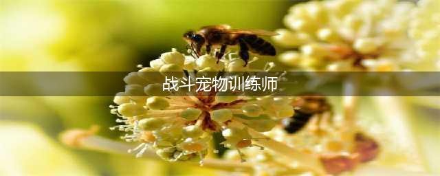 《魔兽世界怀旧服》宠物技能怎么学习 学习方法与地点(战斗宠物训练师)