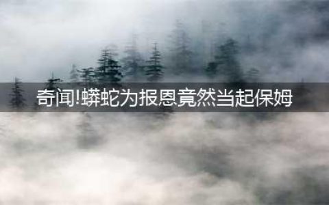 奇闻！蟒蛇为报恩竟然当起全职保姆(奇闻!蟒蛇为报恩竟然当起保姆)