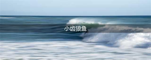物种图册-小齿狼鱼(小齿狼鱼)