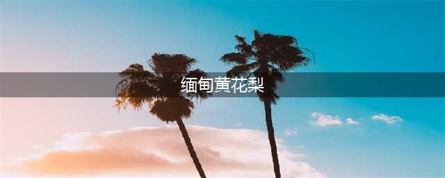 深度剖析--缅甸花梨(大果紫檀)六大优点(缅甸黄花梨)