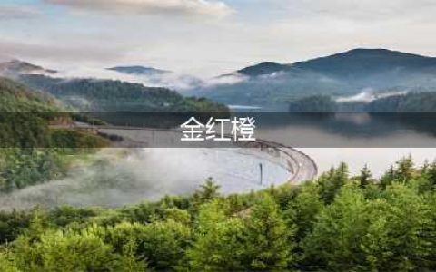 道友请留步各商店有什么商品值得买(金红橙)