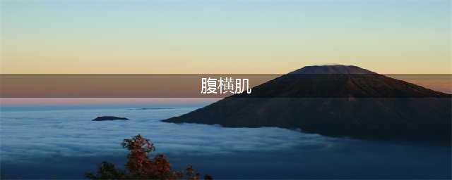 腹横肌是一种怎样的存在？(腹横肌)
