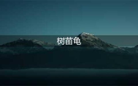 宝可梦传说阿尔宙斯小火猴、树苗龟和波加曼捕捉方法攻略(树苗龟)
