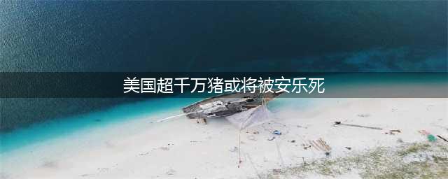 美国超千万猪或将被安乐死(美国超千万猪或将被安乐死)