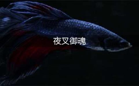 《阴阳师》夜叉御魂攻略 御魂搭配推荐(夜叉御魂)