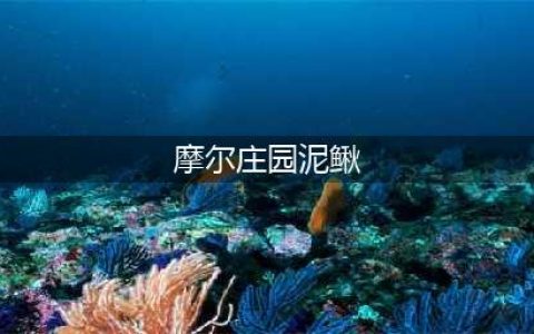 摩尔庄园手游泥鳅获得方法介绍