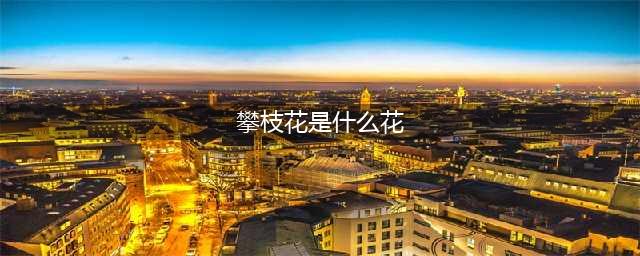 四川攀枝花市居然是因花得名，那么攀枝花是什么花？你很可能见过(攀枝花是什么花)