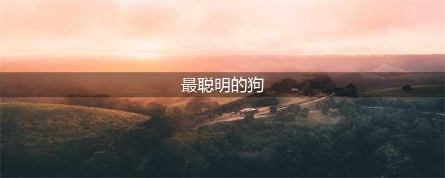 狗狗智商排行榜前十名，第一名智商相当于8岁小孩！(最聪明的狗)