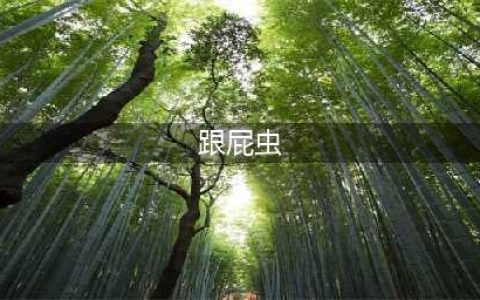 游泳的“跟屁虫”是什么东西，有什么用，为什么是野外游泳必备(跟屁虫)