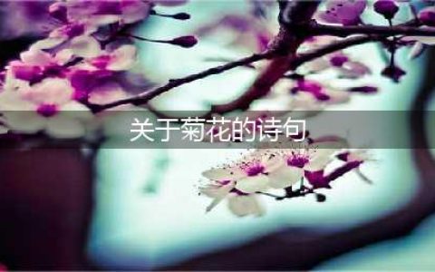 10首咏菊的诗词名篇，此花开尽更无花(关于菊花的诗句)